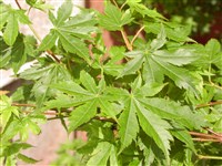 Клён пальчатый, дланевидный, веерный – Acer palmatum Thunb. (1)