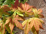 Клён пальчатый, дланевидный, веерный – Acer palmatum Thunb. (2)
