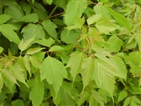 Клён ясенелистный, американский – Acer negundo L. (1)