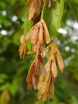 Клён ясенелистный, американский – Acer negundo L. (2)