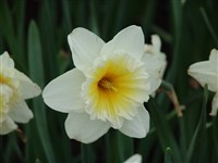 Княжич [Род нарцисс – Narcissus L.]