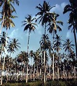 Кокосовая пальма (роща)