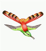 Колибри (колибри-сапфо)