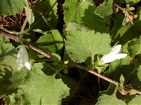 Колокольчик сарматский, бетониколистный, бело-цветковый – Campanula sarmatica Ker-Gawl.