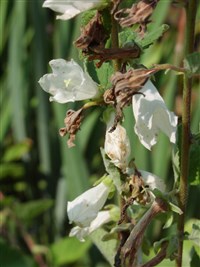 Колокольчик чесночницелистный – Campanula alliariifolia Willd.