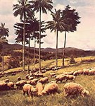 Колумбия (отара овец)