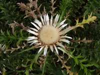 Колючник акантолистный – Carlina acanthifolia All.