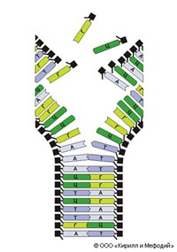 Комплементарность (участок молекулы ДНК)