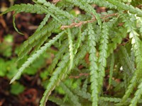 Комптония иноземная – Comptonia peregrina Sieb.