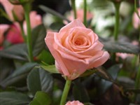 Коралловый Сюрприз [Род роза (шиповник) – Rosa L.]