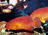 Коралловый групер (Cephalopholis miniata)