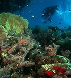 Кораллы (коралловые рифы)