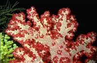 Кораллы (красный мягкий коралл)
