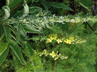 Коровяк густоцветковый – Verbascum densiflorum Bertol. (1)