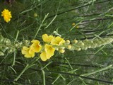 Коровяк густоцветковый – Verbascum densiflorum Bertol. (2)