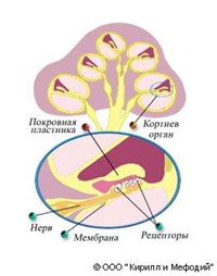Кортиев орган (схема)