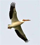Красноклювый пеликан (в полете)