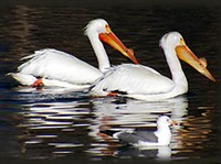 Красноклювый пеликан (пара)