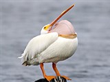 Красноклювый пеликан
