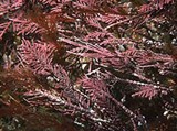 Красные водоросли (Кораллина целебная)