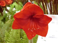 Красный Луч [Род гиппеаструм (барбадосская лилия) – Hippeastrum Herb.]