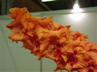 Красный Следопыт [Род гладиолус (шпажник) – Gladiolus L.]