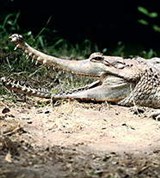 Крокодилы (гавиаловый крокодил)