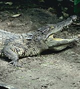 Крокодилы (гребнистый)