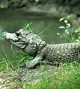 Крокодилы (карликовый крокодил)