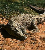 Крокодилы (нильский крокодил на берегу)