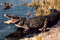 Крокодилы (нильский крокодил)