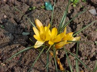 Крокус золотистоцветковый – Crocus chrysanthus Herb.