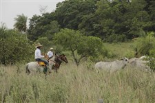 Крупный рогатый скот (Парагвай)