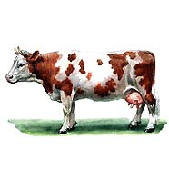 Крупный рогатый скот (корова симментальской породы)