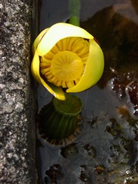 Кубышка желтая – Nuphar lutea (L.) Sm. (1)