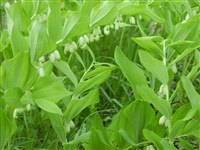 Купена душистая, лекарственная, обыкновенная, японская – Polygonatum odoratum (Mill.) Druce (1)