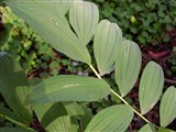 Купена обильноцветковая, восточная – Polygonatum polyanthemum (Bieb.) Dietr. (2)