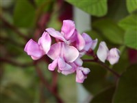 Лаблаб пурпурный, обыкновенный, долихос лаблаб – Lablab purpureus (L.) Sweet. (1)