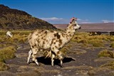 Ламы, Потоси (Боливия)