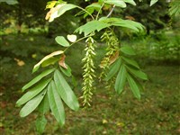 Лапина ясенелистная, кавказская – Pterocarya fraxinifolia (Lam.) Spach.