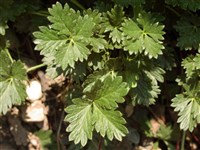 Лапчатка Кранца, альпийская – Potentilla crantzii (Crantz.) G.Beck.