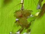Лещина обыкновенная, авелланская, орешник – Corylus avellana L. (2)