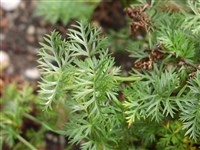 Лигустикум мутеллиновый – Ligusticum mutellina (L.) Crantz.