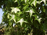 Ликвидамбар стираксовый, смолоносный, амбровое дерево – Liquidambar styraciflua L.