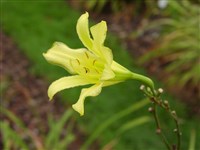 Лилейник высочайший – Hemerocallis altissima Stout.