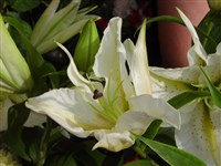 Лилия Вашингтон – Lilium washingtonianum Kellogg.