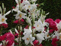 Лилия белоснежная, белая, лилия Мадонны – Lilium candidum L.