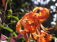 Лилия ланцетолистная, тигровая – Lilium lancifolium Thunb.