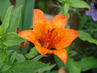 Лилия луковиценосная, царская корона, огненная лилия – Lilium bulbiferum L.