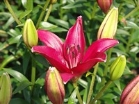 Лилия одноцветная, утренняя звезда – Lilium concolor Salisb.